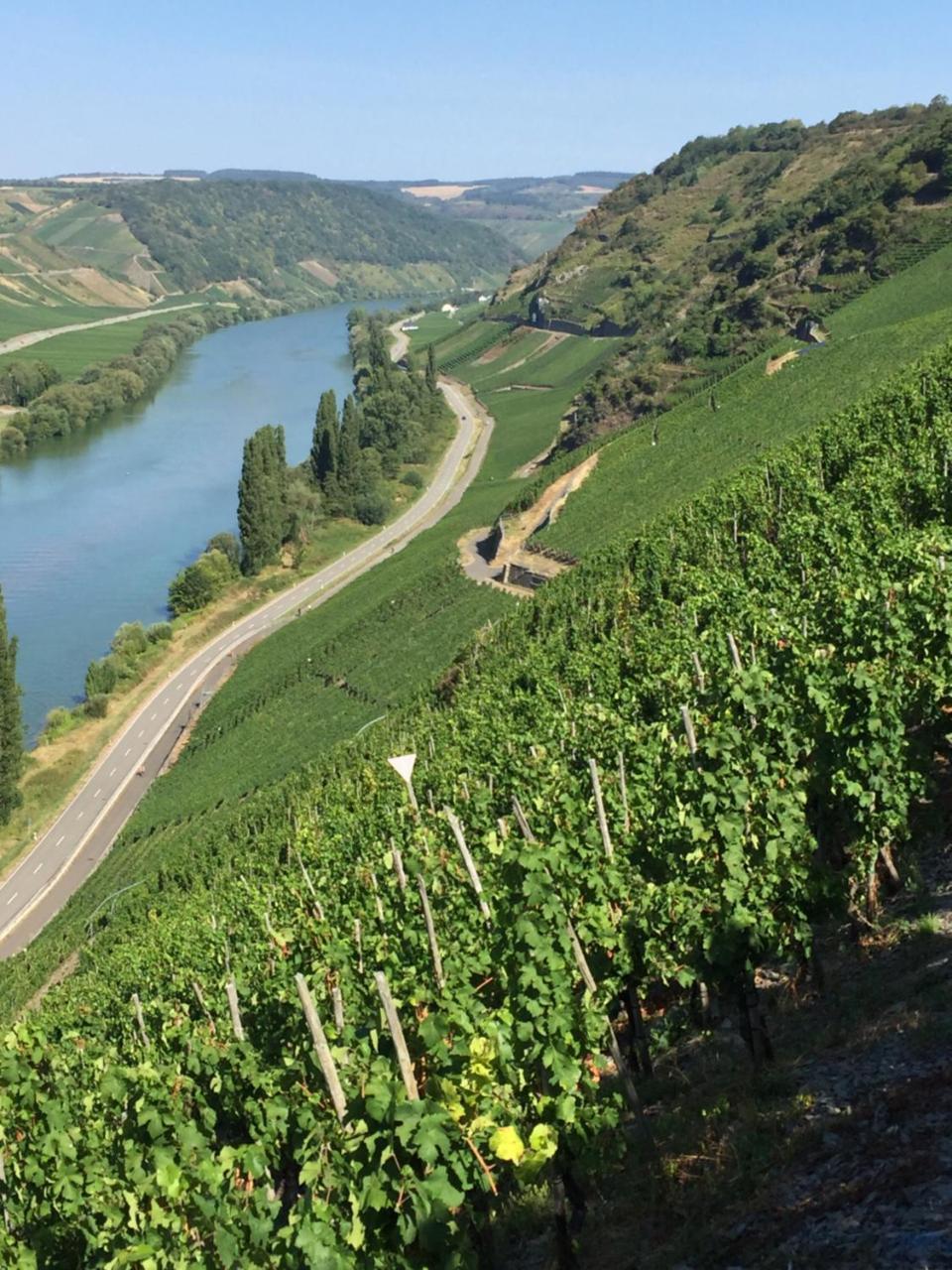 Weingut & Gaestehaus Edwin Hoffmann Trittenheim Extérieur photo